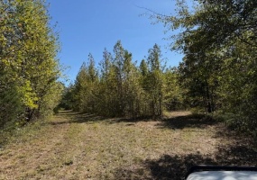 83 HAYS RD, Moscow, Tennessee 38057, ,Land,For Sale,HAYS,10208615 83 HAYS RD, Moscow, Tennessee 38057, ,Land,For Sale,HAYS,10208615