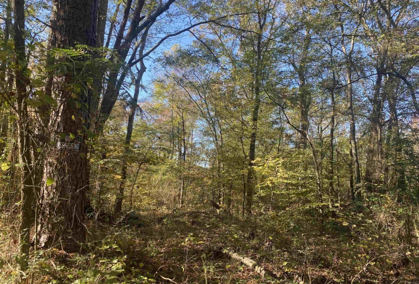 1 SALTILLO RD, Saltillo, Tennessee 38370, ,Land,For Sale,SALTILLO,10209176