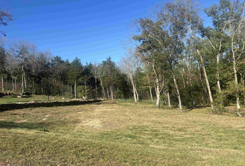 View of local wilderness