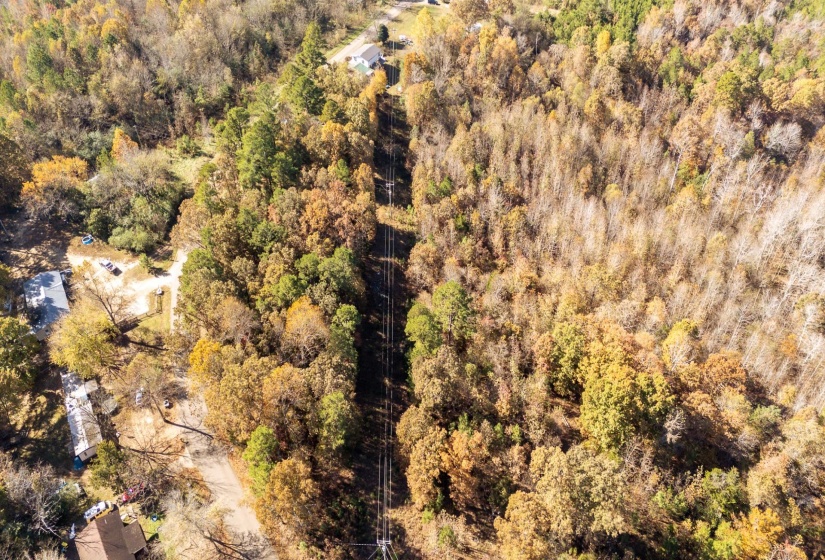 Bird's eye view of a forest