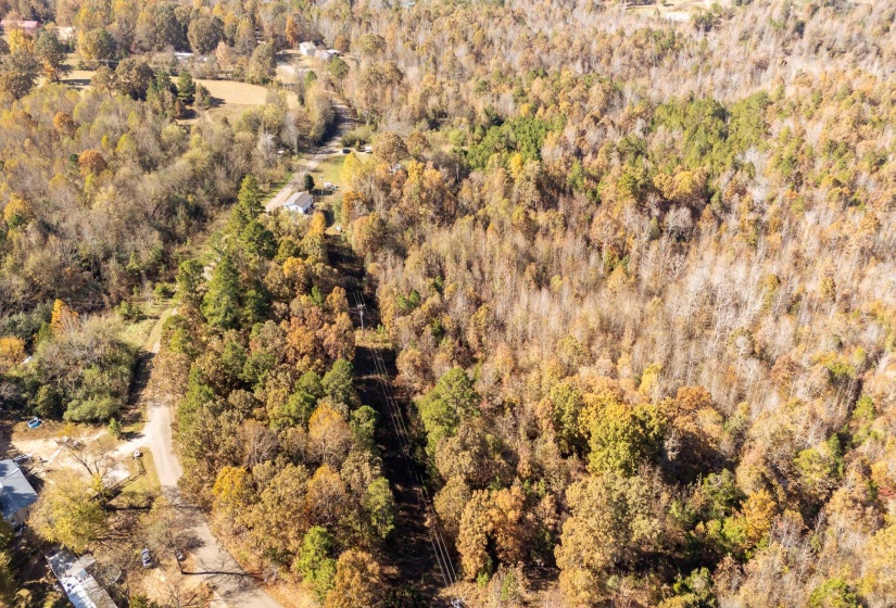 Aerial view of a forest