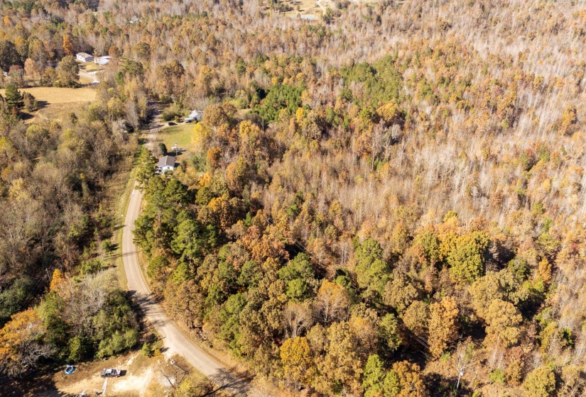 Drone / aerial view of a forest
