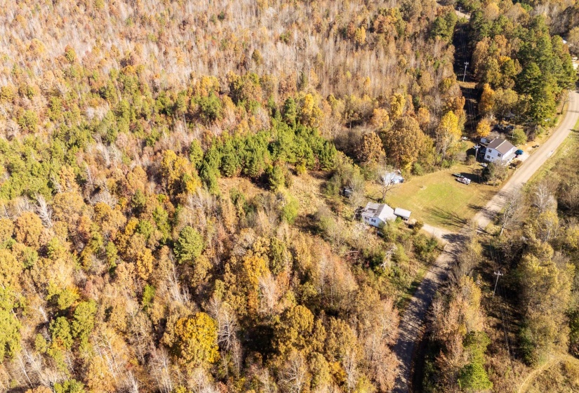 Aerial view of a forest