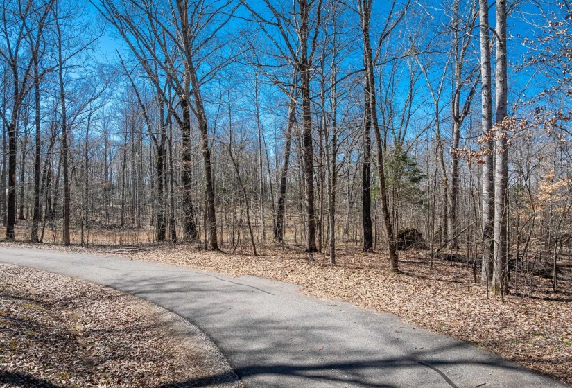 View of road featuring a forest view
