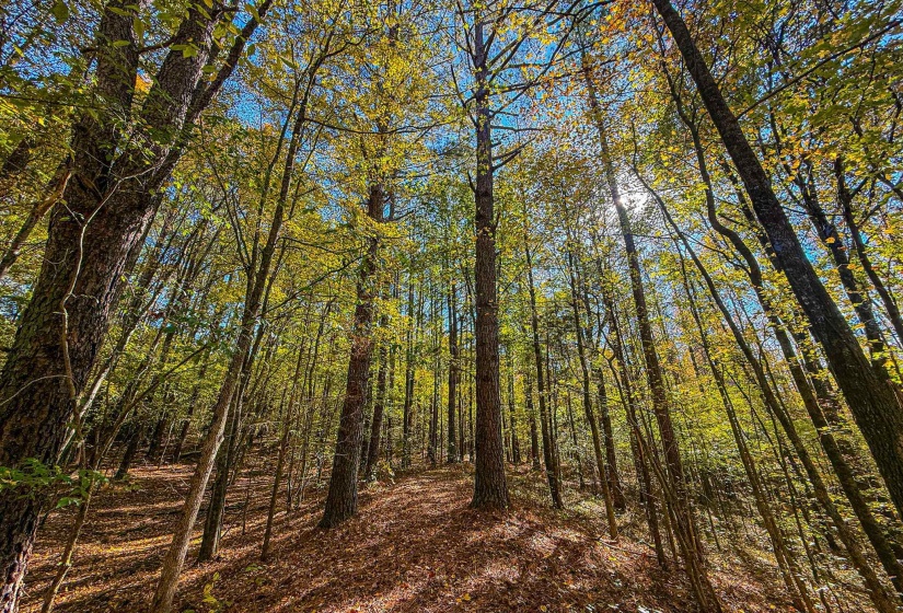 View of wooded area