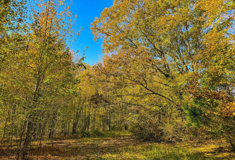 View of woods