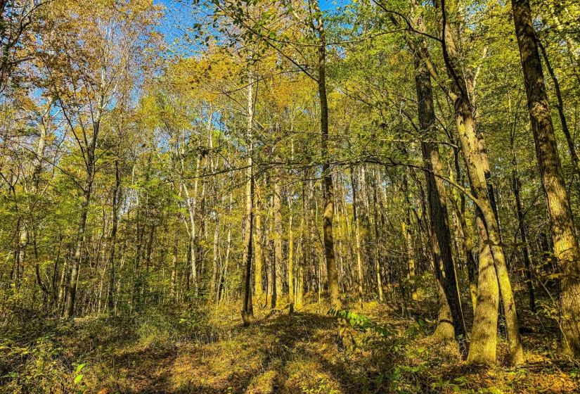 View of tree filled area