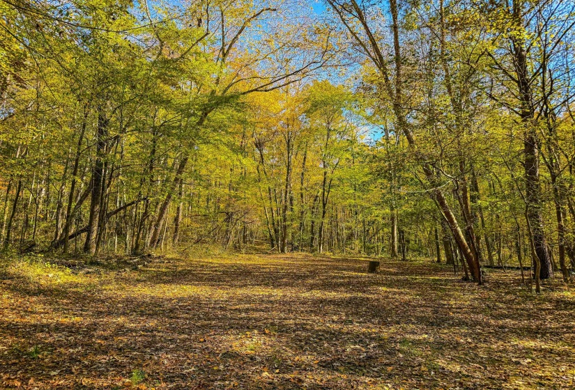 View of tree filled area