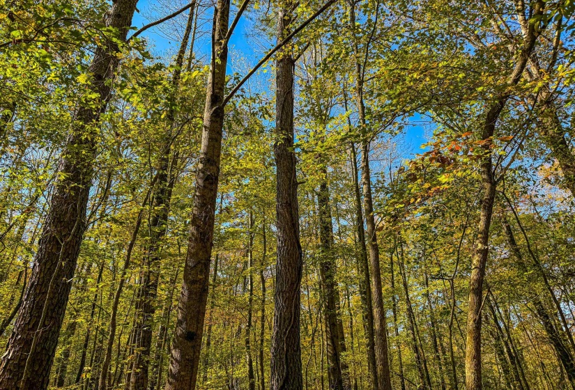 View of woods