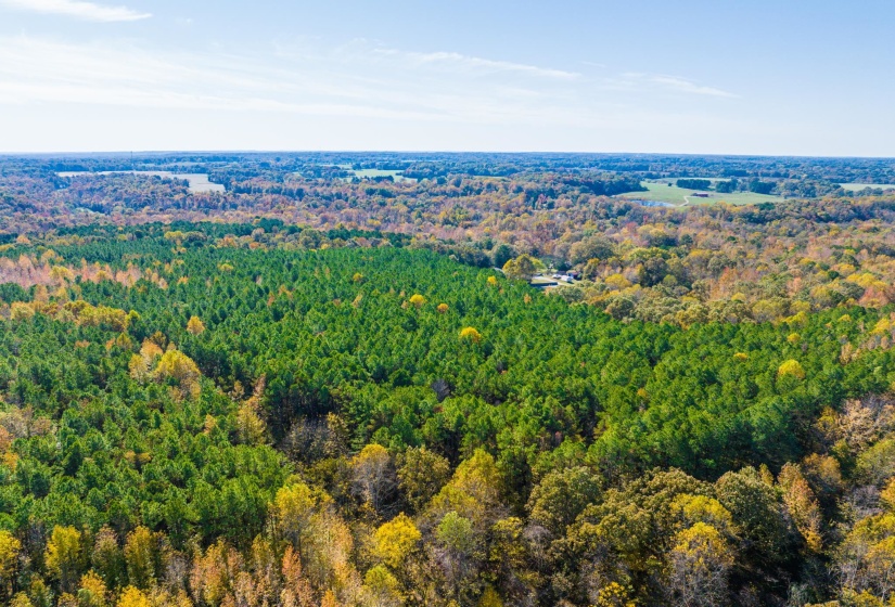 Bird's eye view of a forest