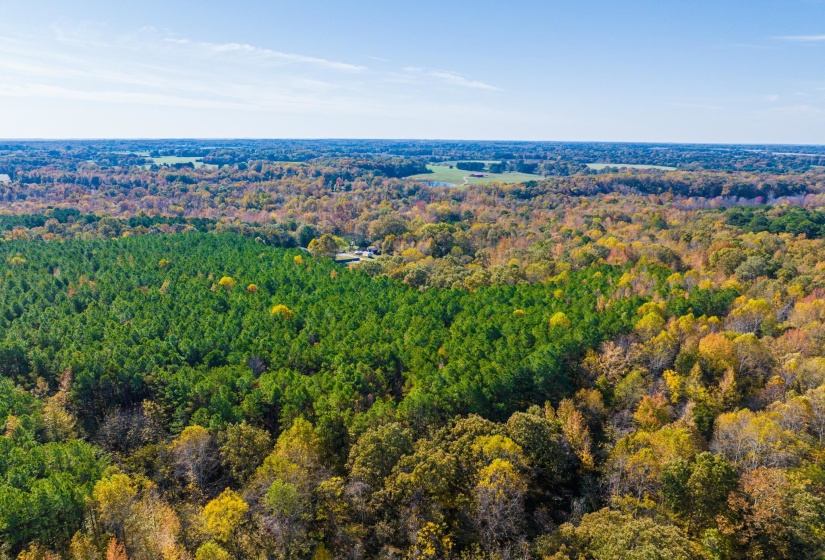 Bird's eye view of a forest