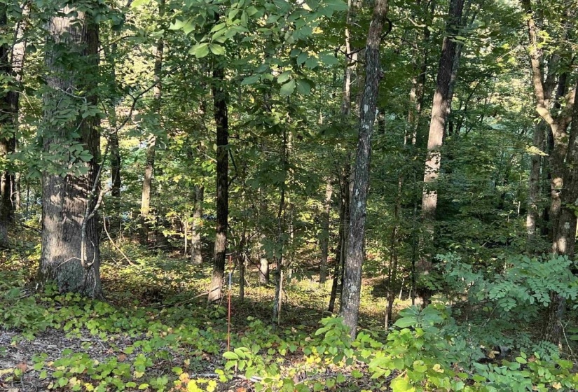 View of woods