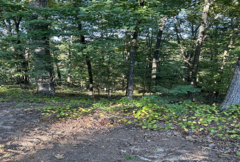 View of undeveloped land