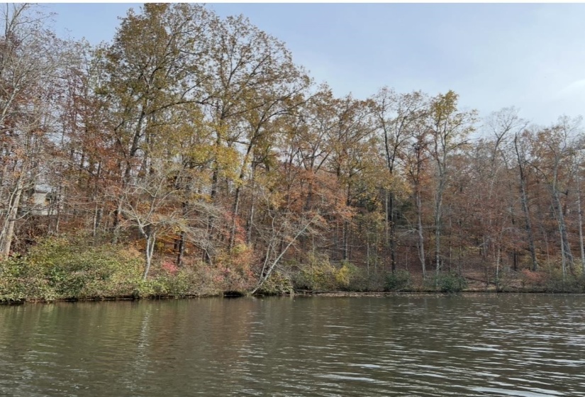 Water view featuring a forest