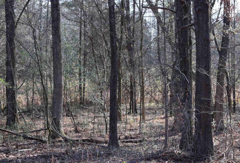 0 193 HWY, Rossville, Tennessee 38066, 0 , 0 ,0,Land,For Sale,193,0,10210571