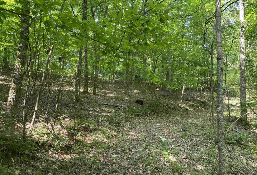 1 MONTGOMERY LN, Savannah, Tennessee 38372, ,Land,For Sale,MONTGOMERY,10210672