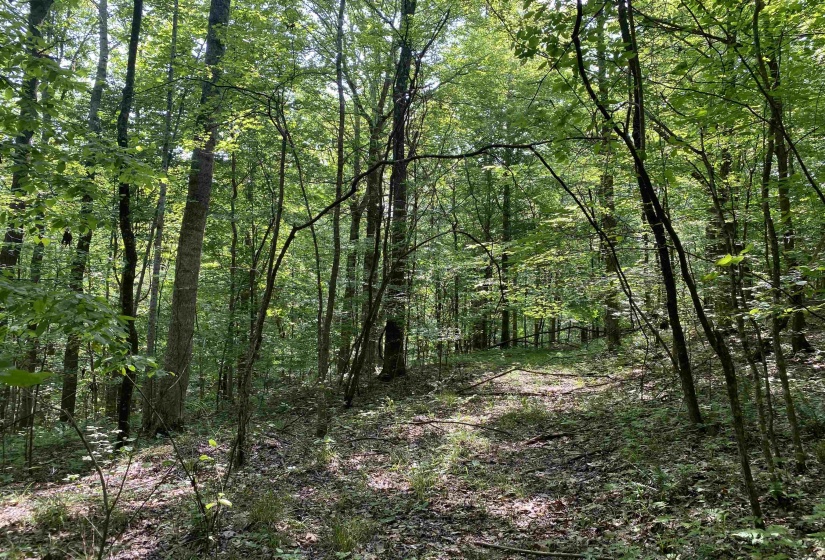 1 MONTGOMERY LN, Savannah, Tennessee 38372, ,Land,For Sale,MONTGOMERY,10210672