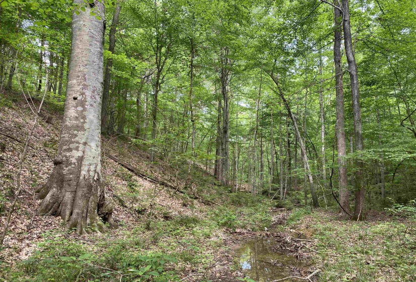 1 MONTGOMERY LN, Savannah, Tennessee 38372, ,Land,For Sale,MONTGOMERY,10210672