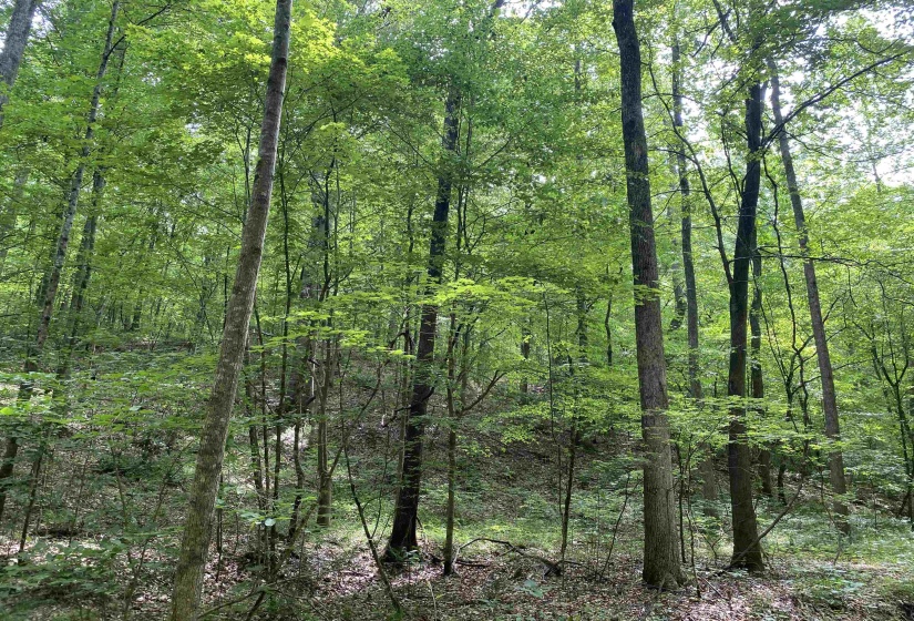 1 MONTGOMERY LN, Savannah, Tennessee 38372, ,Land,For Sale,MONTGOMERY,10210672