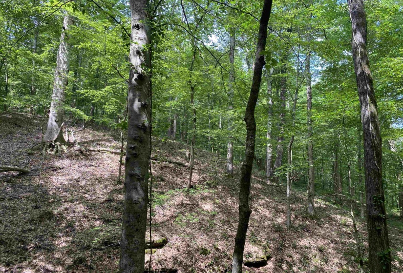 1 MONTGOMERY LN, Savannah, Tennessee 38372, ,Land,For Sale,MONTGOMERY,10210672