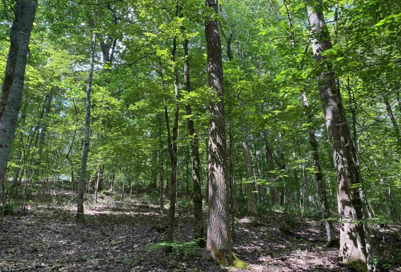 1 MONTGOMERY LN, Savannah, Tennessee 38372, ,Land,For Sale,MONTGOMERY,10210672