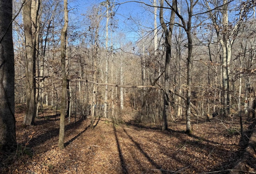 1 MONTGOMERY LN, Savannah, Tennessee 38372, ,Land,For Sale,MONTGOMERY,10210672