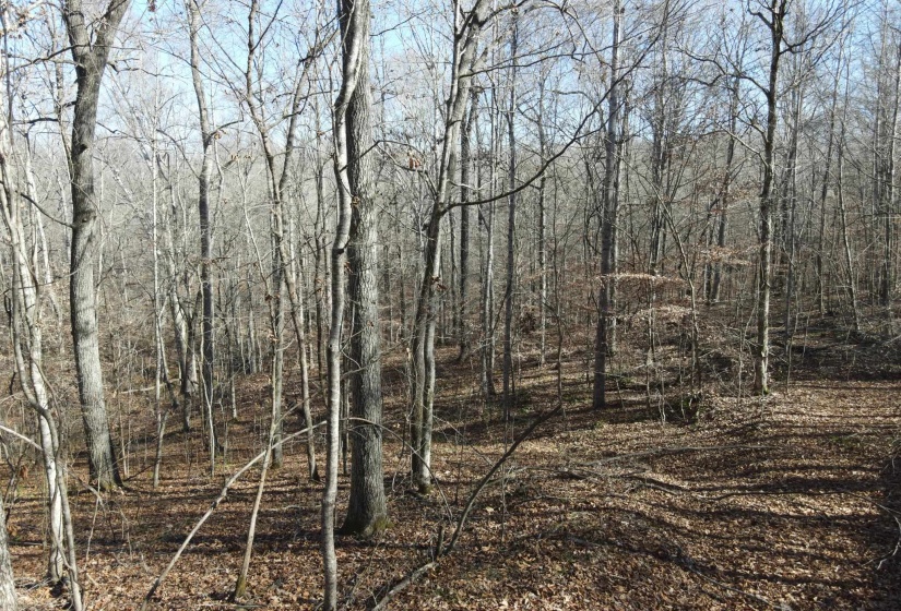 1 MONTGOMERY LN, Savannah, Tennessee 38372, ,Land,For Sale,MONTGOMERY,10210672