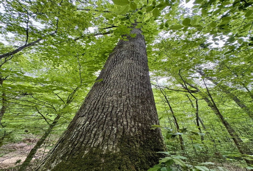 Exterior view of a forest