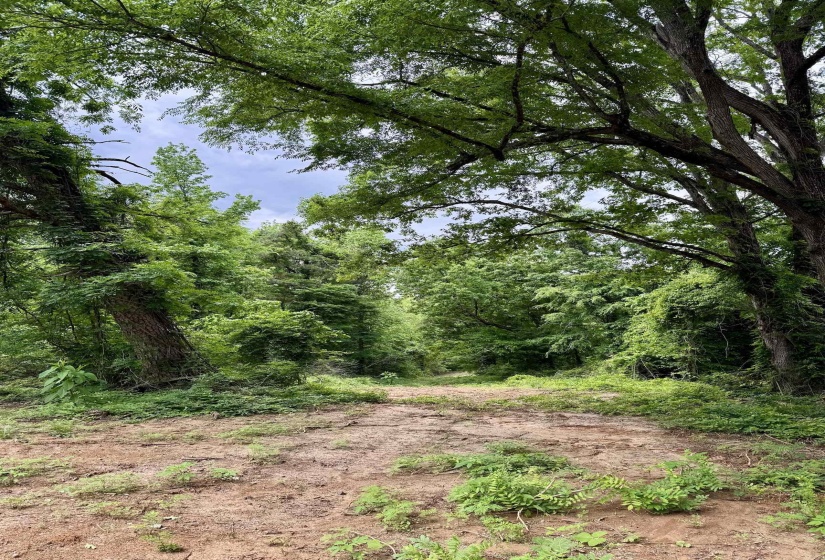 View of tree filled area