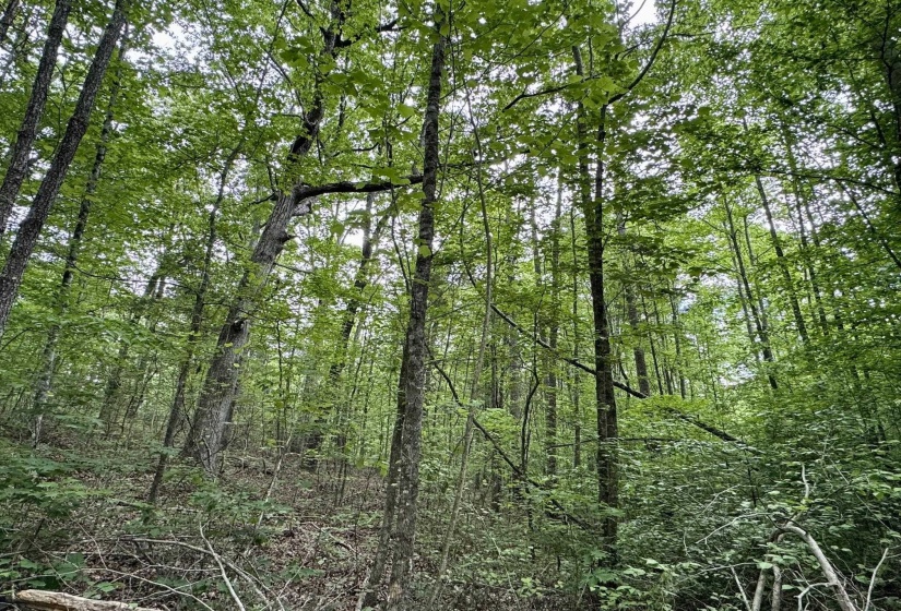 View of wooded area