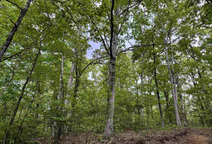 View of wooded area