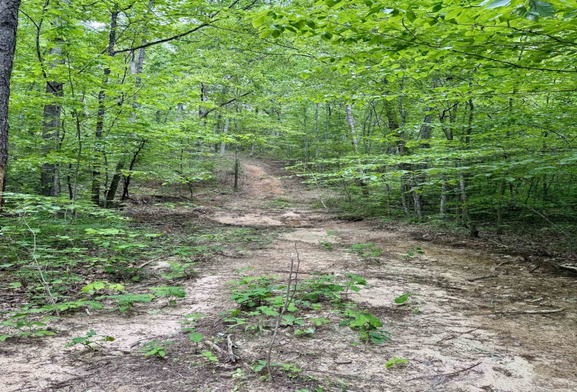 View of wooded area