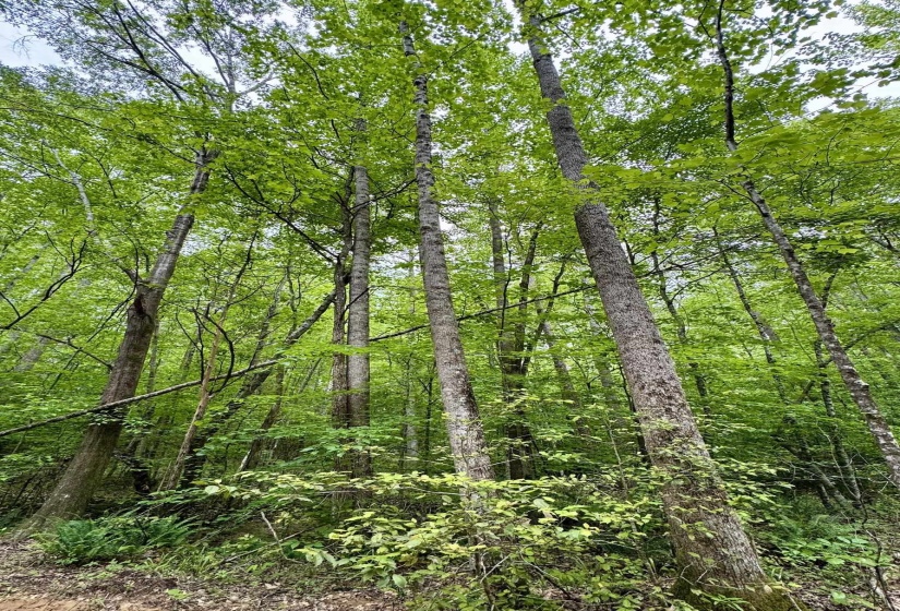 View of tree filled area