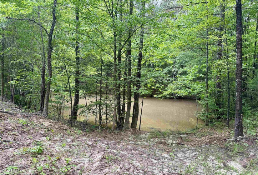 View of tree filled area