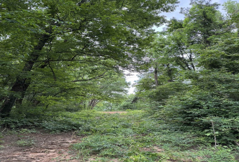 View of woods