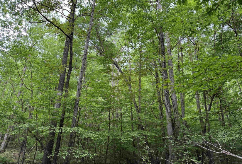 View of tree filled area