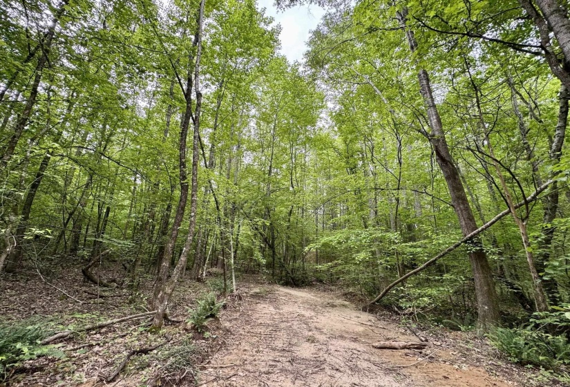 View of wooded area
