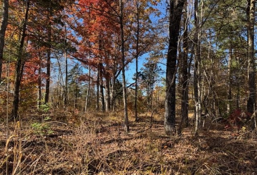 View of undeveloped land