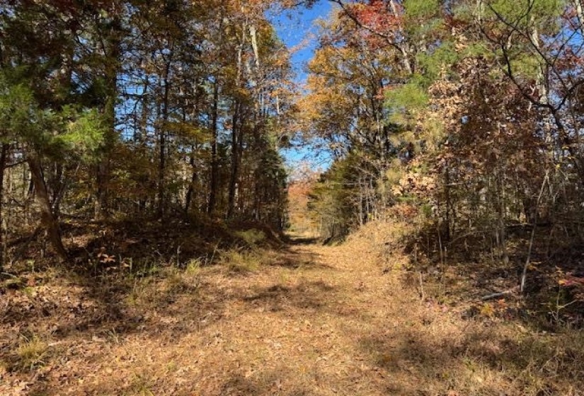 View of woods
