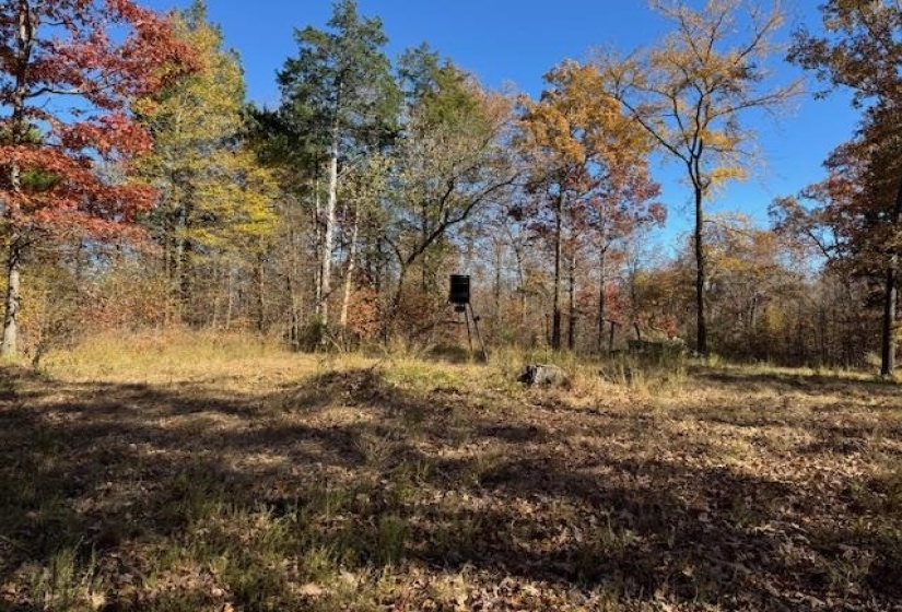 View of tree filled area
