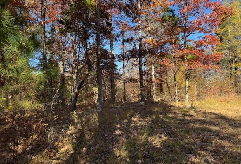 View of tree filled area