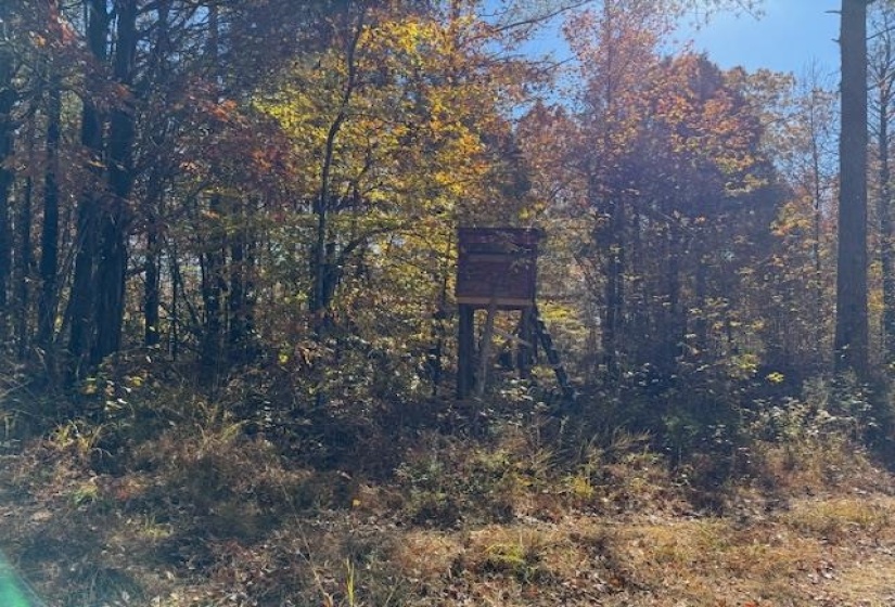Exterior view of a forest