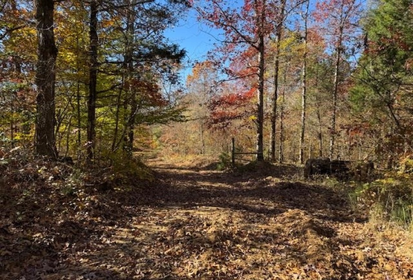 View of tree filled area