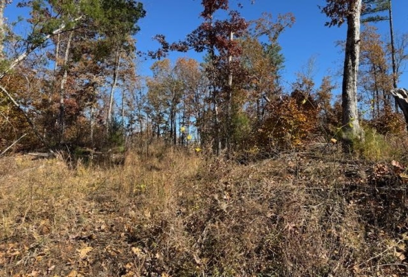 View of undeveloped land