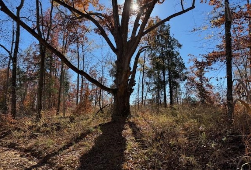 View of local wilderness