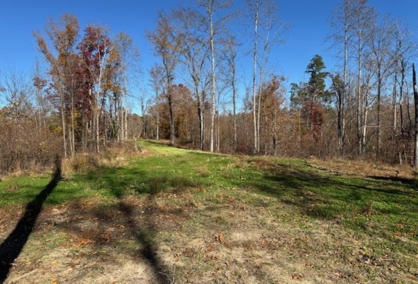 View of wooded area