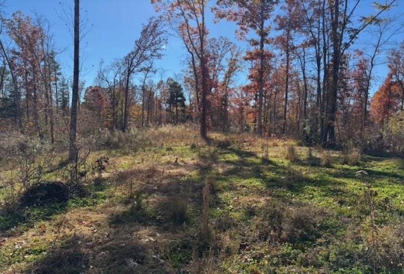 View of tree filled area