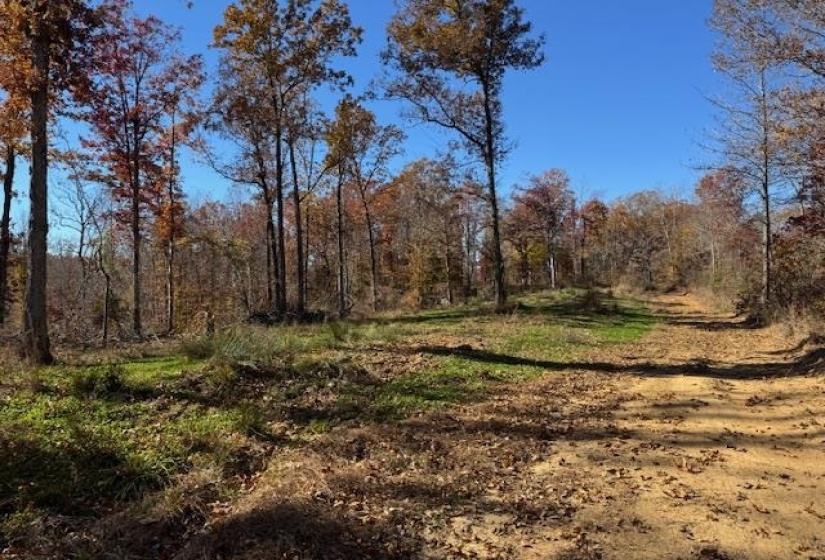 View of woods