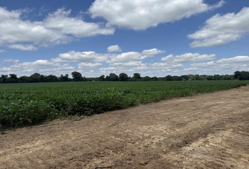 000 SINAI DR, Mason, Tennessee 38049, 0 , 0 ,0,Land,For Sale,SINAI,0,10211203