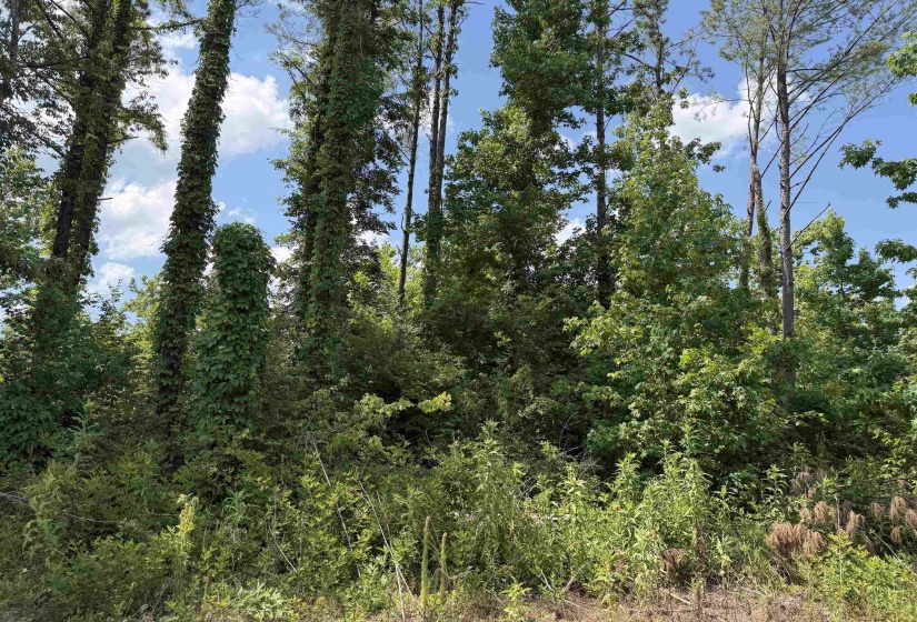 1 ROSE CREEK RD, Selmer, Tennessee 38375, 0 , 0 ,0,Land,For Sale,ROSE CREEK,0,10211442